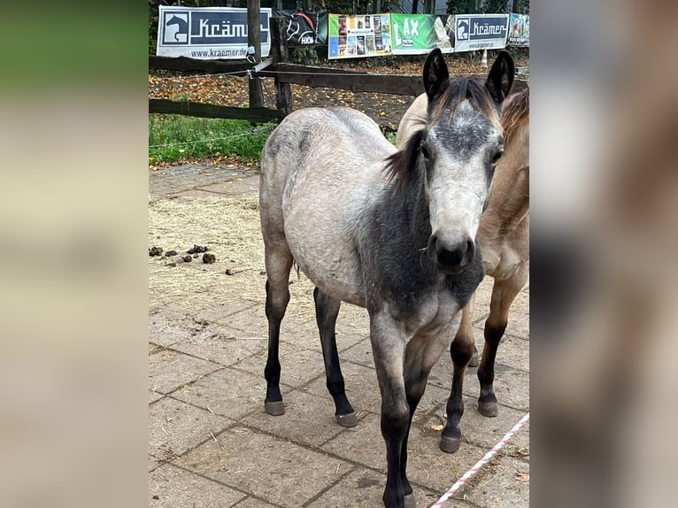 American Quarter Horse Mare 1 year 14,3 hh Buckskin in Bergkamen