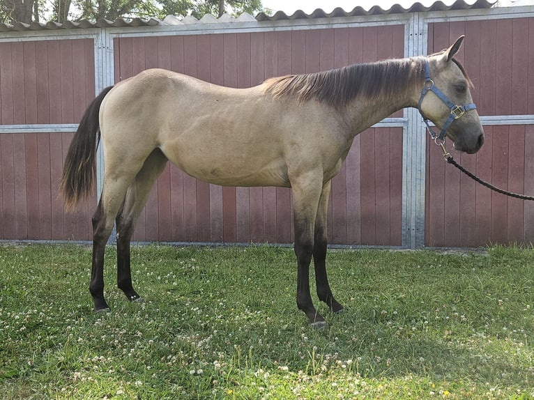 American Quarter Horse Mare 1 year 14,3 hh Buckskin in Bergkamen