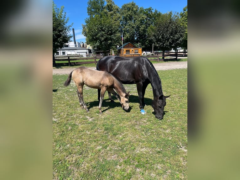 American Quarter Horse Mare 1 year 14,3 hh Buckskin in Bergkamen