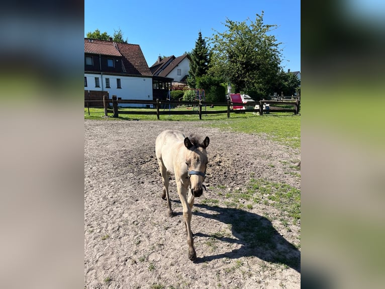 American Quarter Horse Mare 1 year 14,3 hh Buckskin in Bergkamen