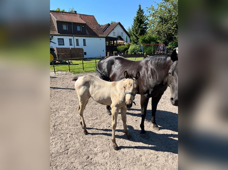 American Quarter Horse Mare 1 year 14,3 hh Buckskin in Bergkamen