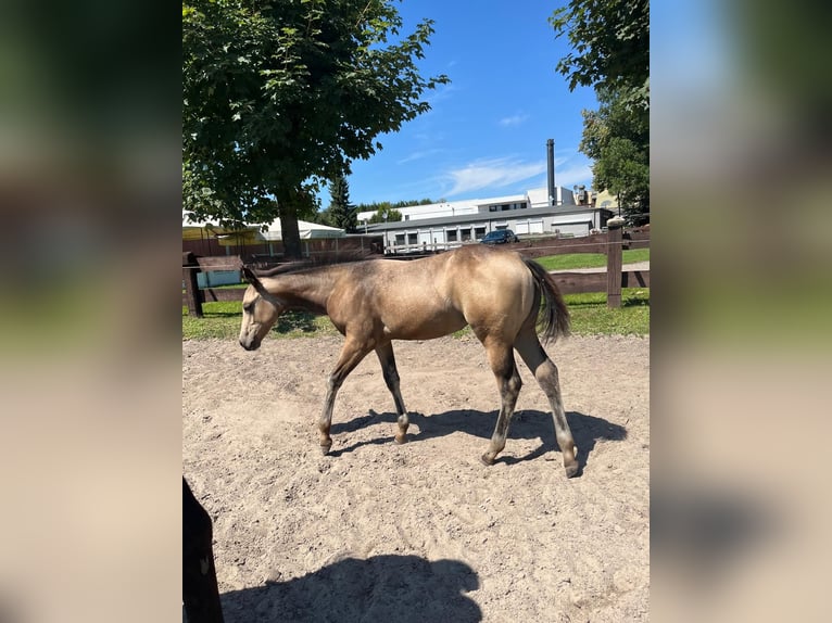 American Quarter Horse Mare 1 year 14,3 hh Buckskin in Bergkamen