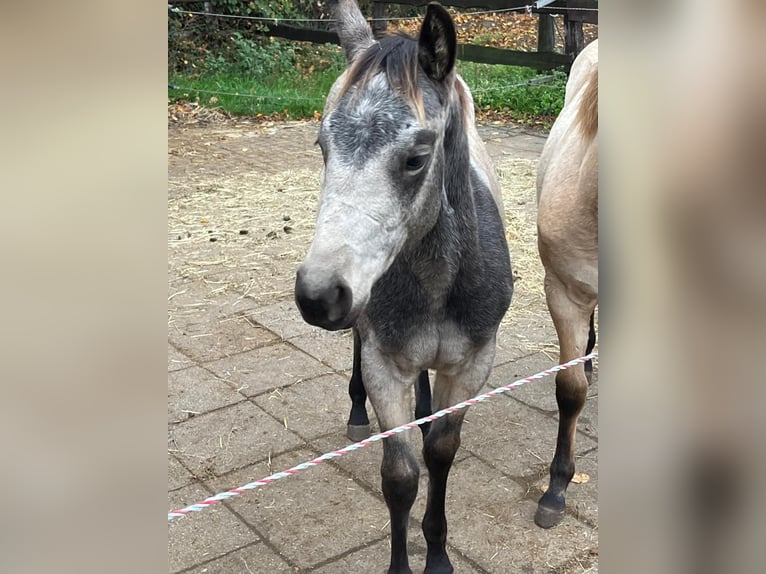 American Quarter Horse Mare 1 year 14,3 hh Buckskin in Bergkamen