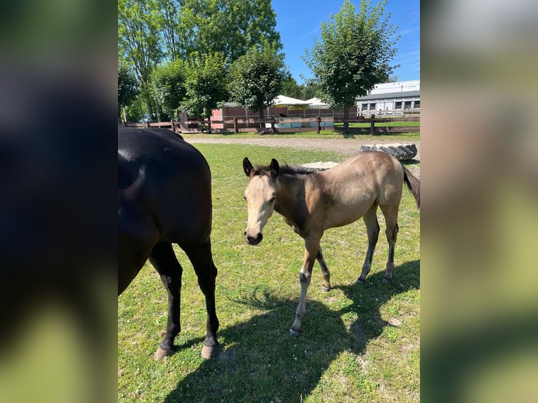 American Quarter Horse Mare 1 year 14,3 hh Buckskin in Bergkamen