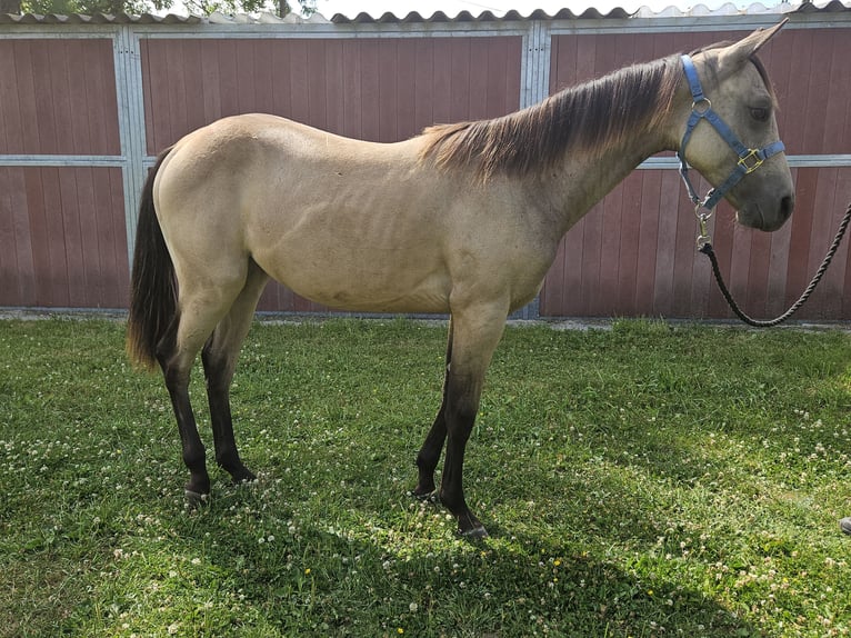 American Quarter Horse Mare 1 year 14,3 hh Buckskin in Bergkamen