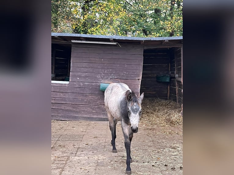 American Quarter Horse Mare 1 year 14,3 hh Buckskin in Bergkamen