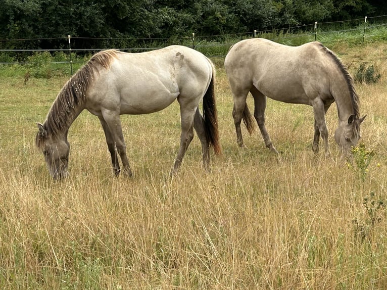 American Quarter Horse Mare 1 year 14,3 hh Champagne in Scharbeutz