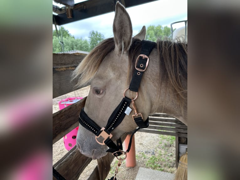 American Quarter Horse Mare 1 year 14,3 hh Champagne in Scharbeutz