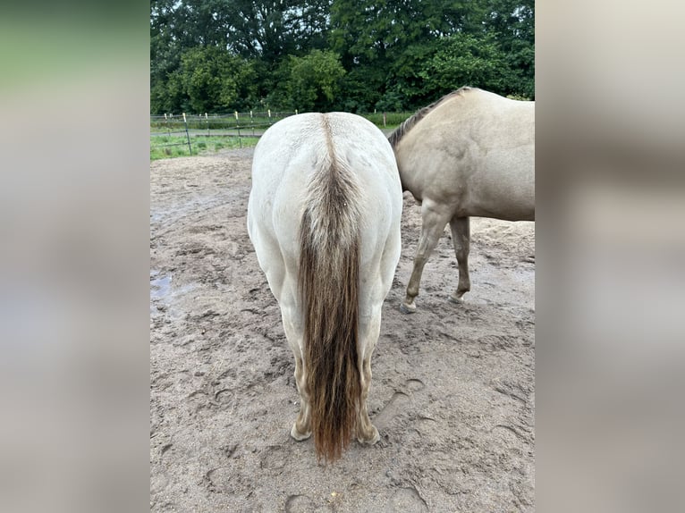 American Quarter Horse Mare 1 year 14,3 hh Champagne in Scharbeutz