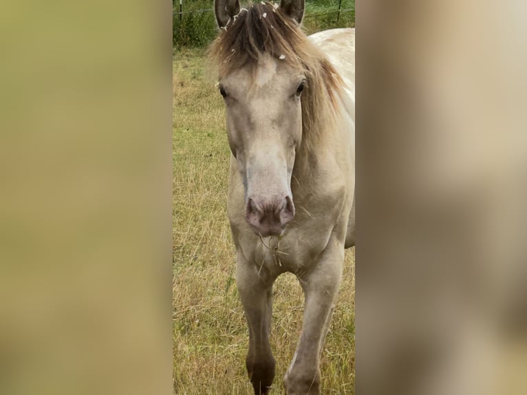 American Quarter Horse Mare 1 year 14,3 hh Champagne in Scharbeutz