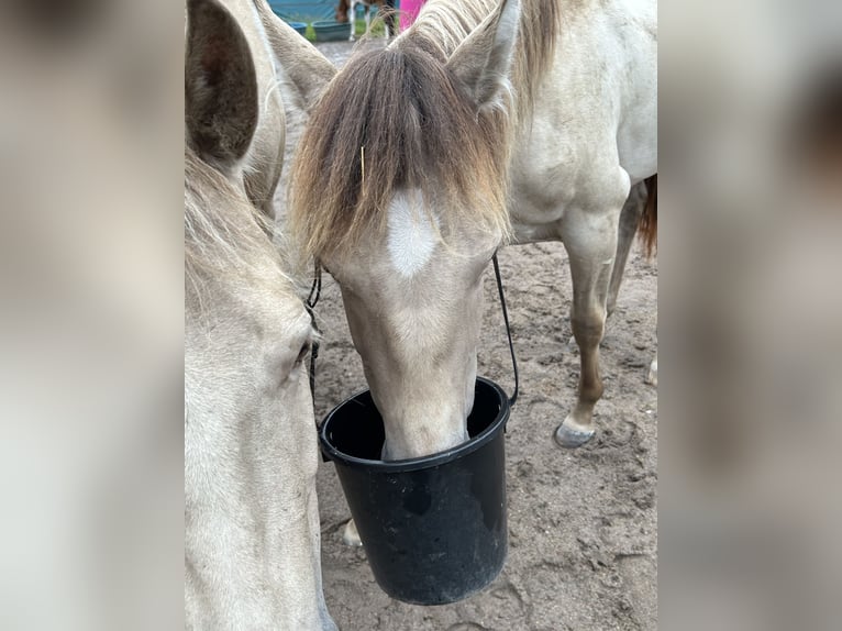American Quarter Horse Mare 1 year 14,3 hh Champagne in Scharbeutz