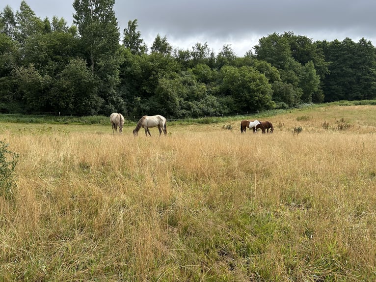 American Quarter Horse Mare 1 year 14,3 hh Champagne in Scharbeutz