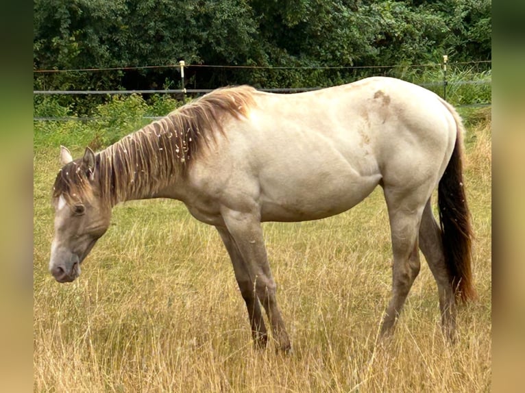 American Quarter Horse Mare 1 year 14,3 hh Champagne in Scharbeutz