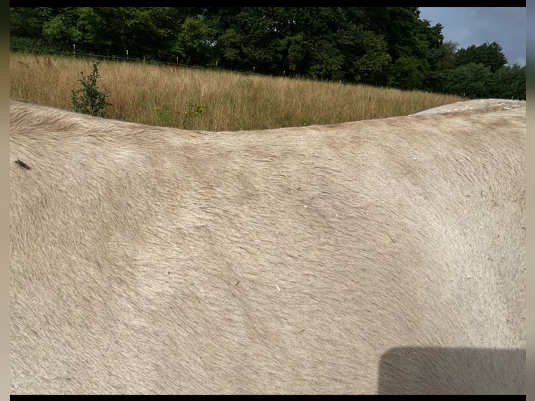 American Quarter Horse Mare 1 year 14,3 hh Champagne in Scharbeutz