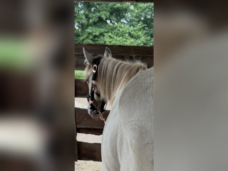 American Quarter Horse Mare 1 year 14,3 hh Champagne in Scharbeutz