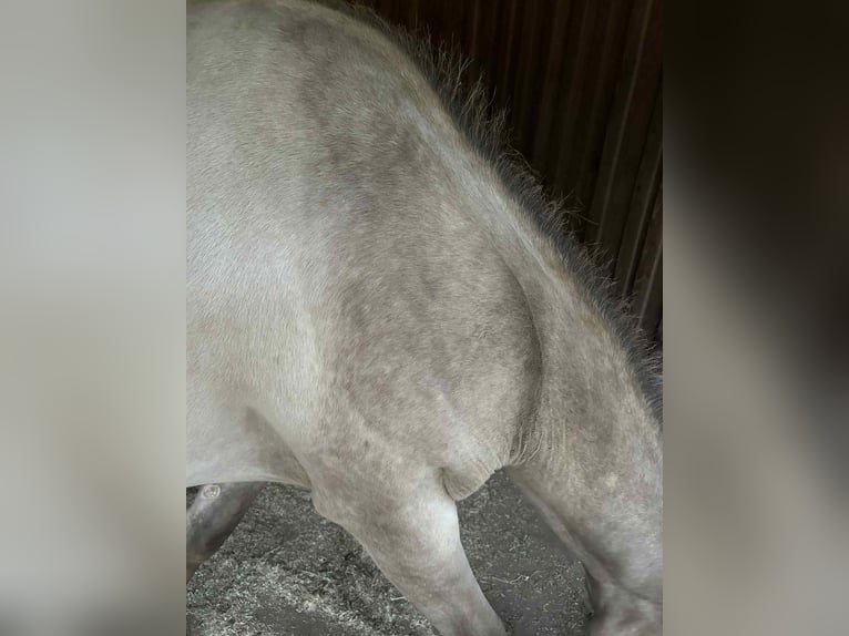 American Quarter Horse Mare 1 year 14,3 hh Champagne in Malente