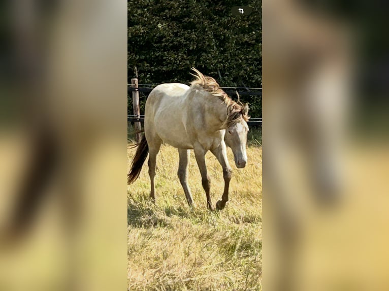 American Quarter Horse Mare 1 year 14,3 hh Champagne in Malente