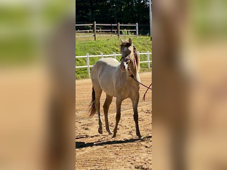American Quarter Horse Mare 1 year 14,3 hh Champagne in Malente