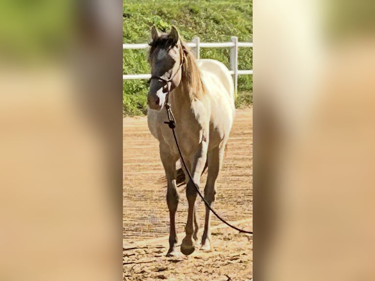 American Quarter Horse Mare 1 year 14,3 hh Champagne in Malente
