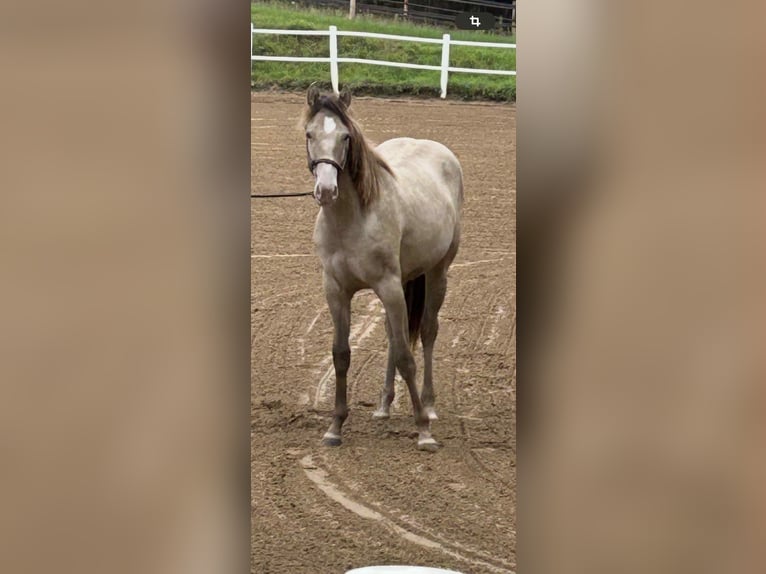 American Quarter Horse Mare 1 year 14,3 hh Champagne in Malente