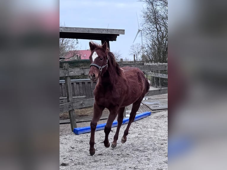 American Quarter Horse Mare 1 year 14,3 hh Chestnut-Red in Moorweg