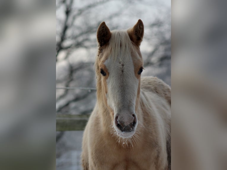 American Quarter Horse Mare 1 year 14,3 hh Palomino in Stade