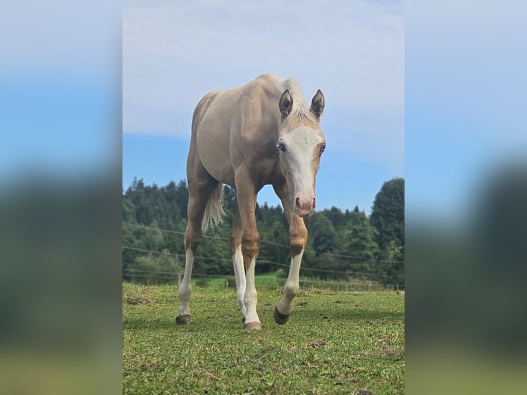 American Quarter Horse Mare 1 year 14,3 hh Palomino in Halfing