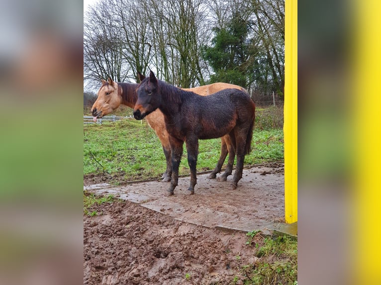 American Quarter Horse Mix Mare 1 year 15,1 hh Bay-Dark in Ötzingen