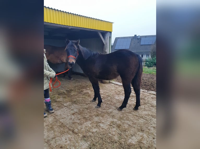 American Quarter Horse Mix Mare 1 year 15,1 hh Bay-Dark in Ötzingen