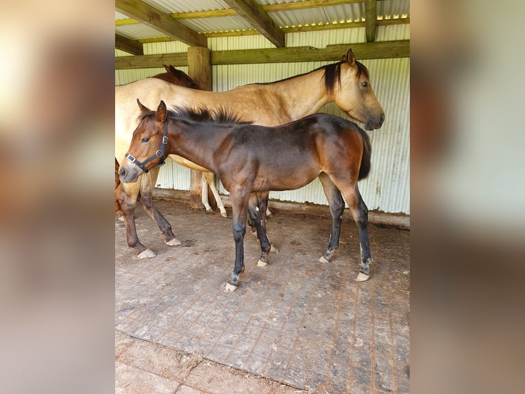 American Quarter Horse Mix Mare 1 year 15,1 hh Bay-Dark in Ötzingen