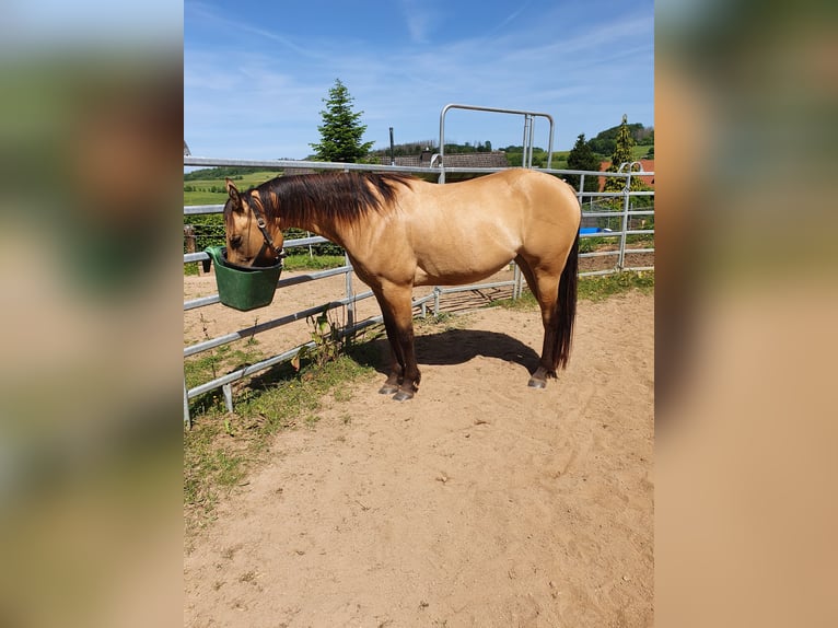 American Quarter Horse Mix Mare 1 year 15,1 hh Bay-Dark in Ötzingen