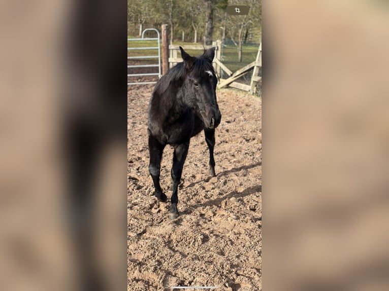 American Quarter Horse Mare 1 year 15,1 hh Black in Alfeld (Leine)