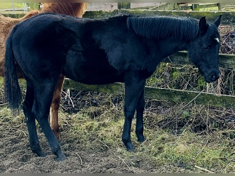 American Quarter Horse Mare 1 year 15,1 hh Black in Alfeld (Leine)