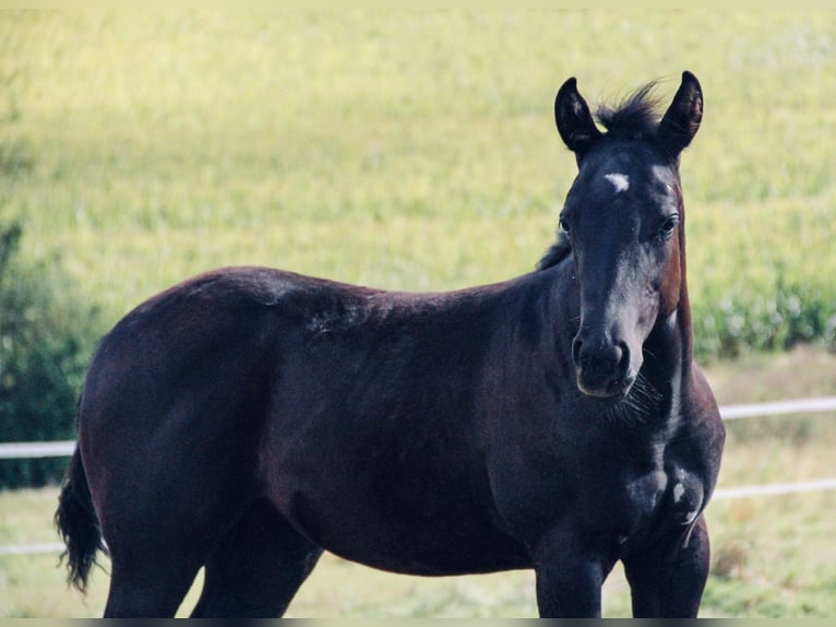 American Quarter Horse Mare 1 year 15,1 hh Black in Alfeld (Leine)