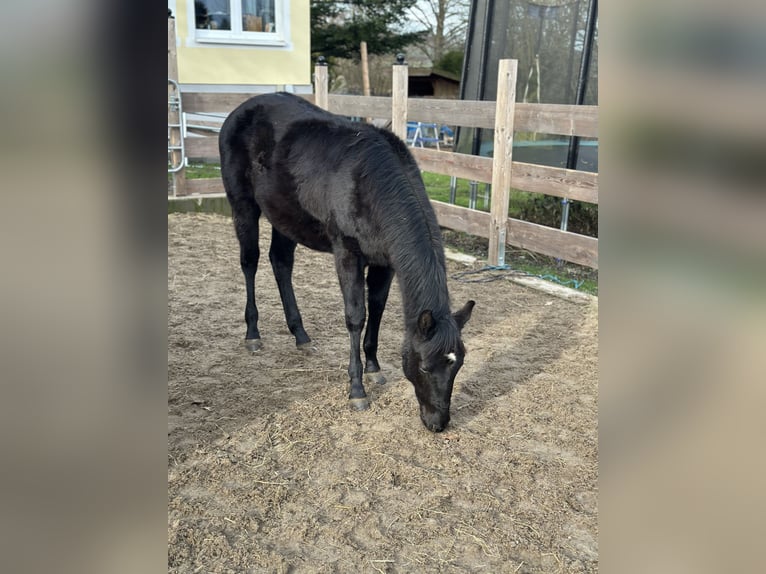 American Quarter Horse Mare 1 year 15,1 hh Black in Alfeld (Leine)