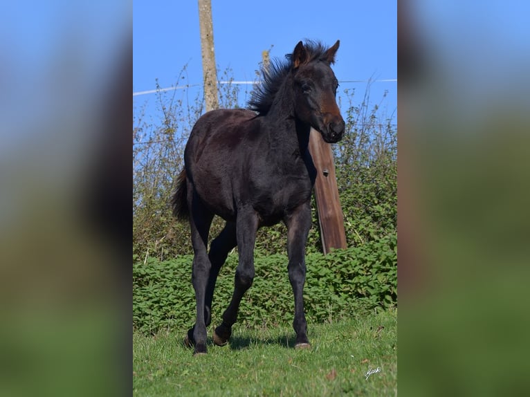 American Quarter Horse Mare 1 year 15,1 hh Black in Pribram