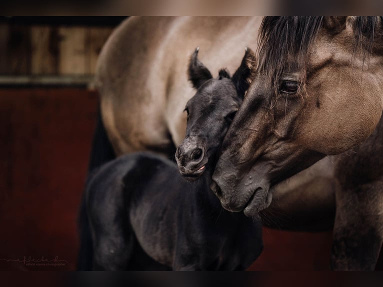 American Quarter Horse Mare 1 year 15,1 hh Black in Mörel-Filet