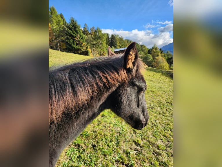 American Quarter Horse Mare 1 year 15,1 hh Black in Mörel-Filet