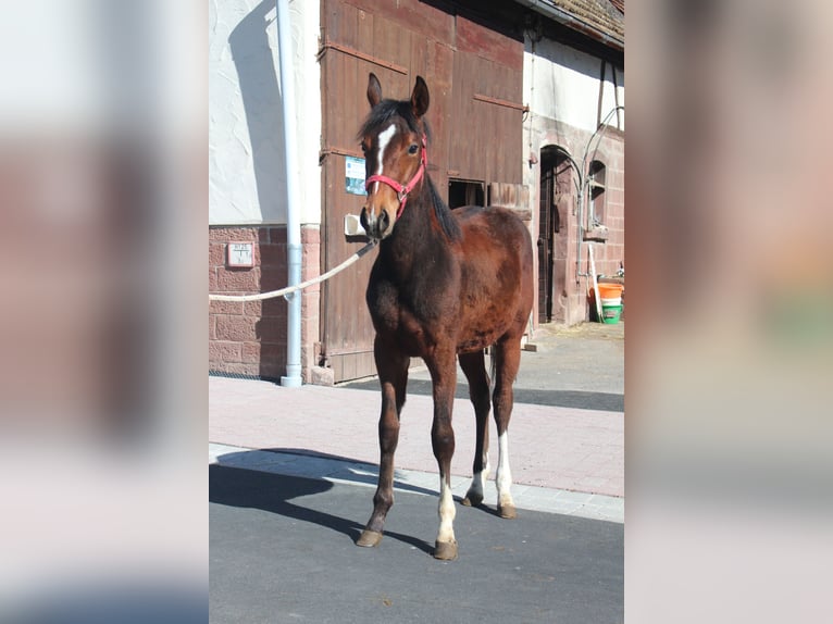 American Quarter Horse Mare 1 year 15.1 hh Brown in Marktheidenfeld