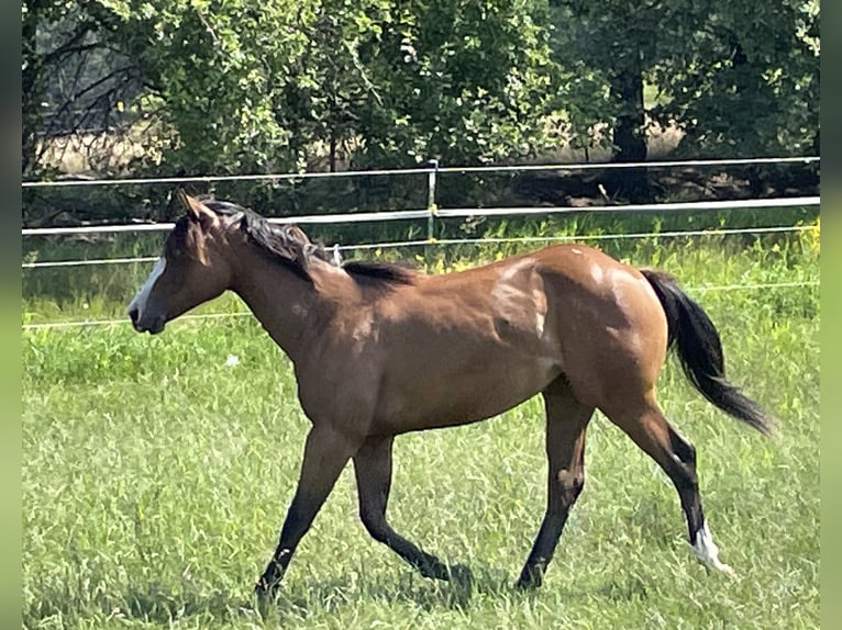 American Quarter Horse Mare 1 year 15,1 hh Brown in Stahnsdorf