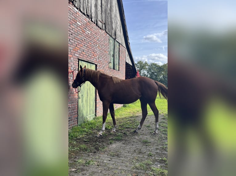 American Quarter Horse Mare 1 year 15.1 hh Chestnut-Red in Bad Zwischenahn