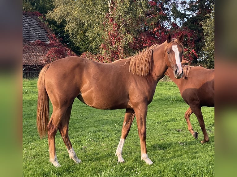 American Quarter Horse Mare 1 year 15.1 hh Chestnut-Red in Bad Zwischenahn