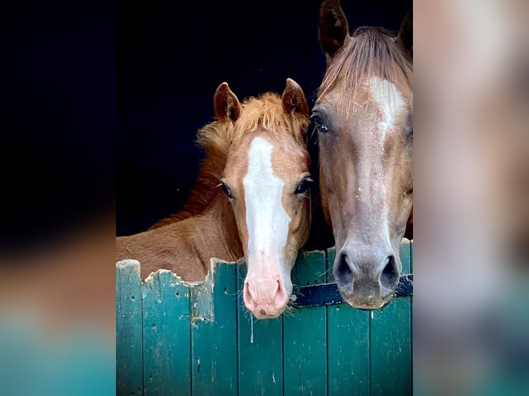 American Quarter Horse Mare 1 year 15,1 hh Chestnut-Red in Lübbecke