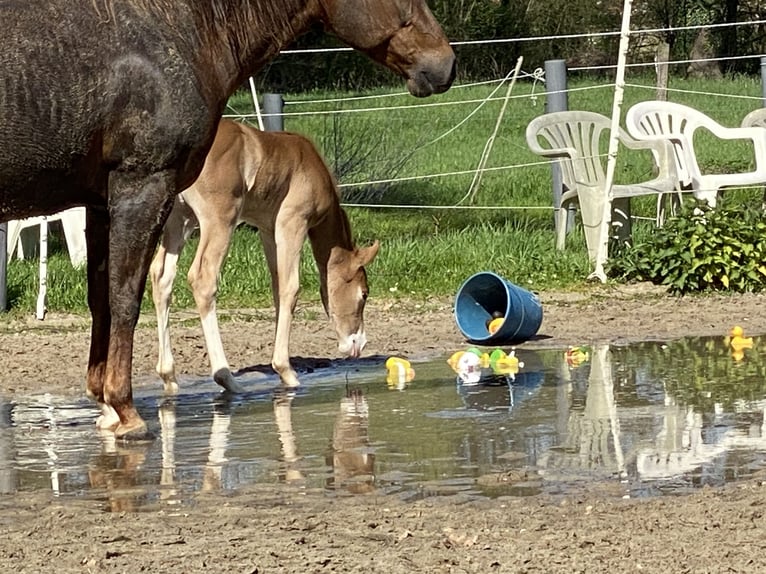 American Quarter Horse Mare 1 year 15,1 hh Chestnut-Red in Lübbecke