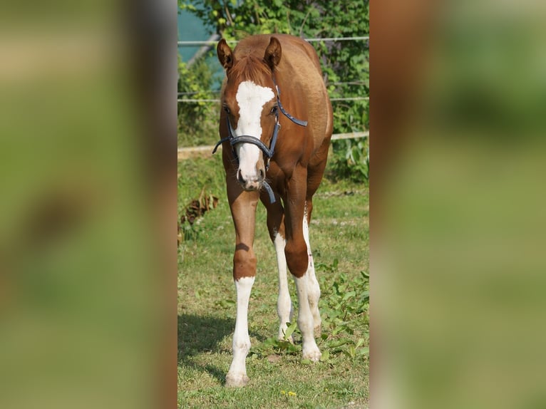 American Quarter Horse Mare 1 year 15,1 hh Chestnut-Red in Langenau