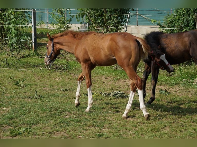 American Quarter Horse Mare 1 year 15,1 hh Chestnut-Red in Langenau