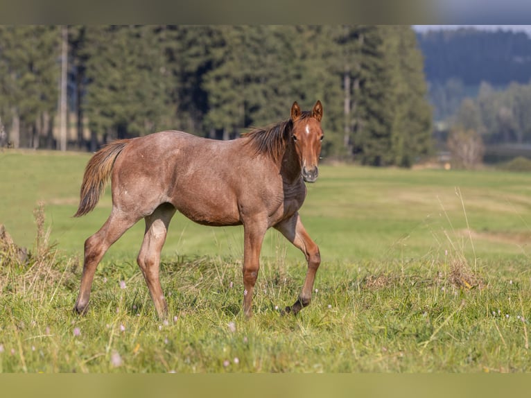 American Quarter Horse Mare 1 year 15,1 hh Roan-Bay in Helmbrechts