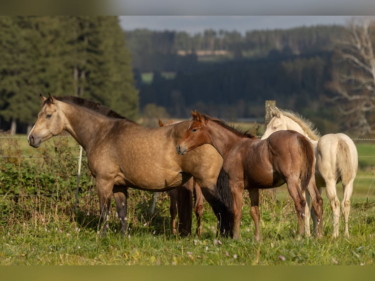 American Quarter Horse Mare 1 year 15,1 hh Roan-Bay in Helmbrechts