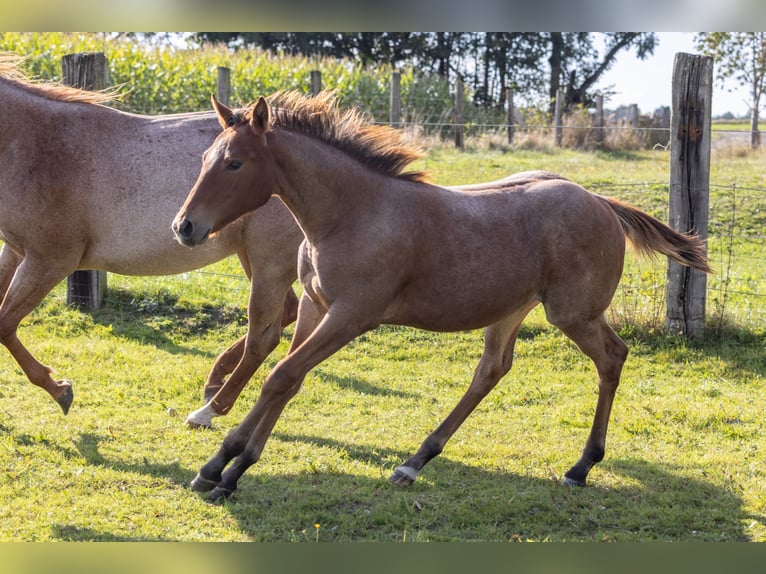 American Quarter Horse Mare 1 year 15,1 hh Roan-Bay in Helmbrechts