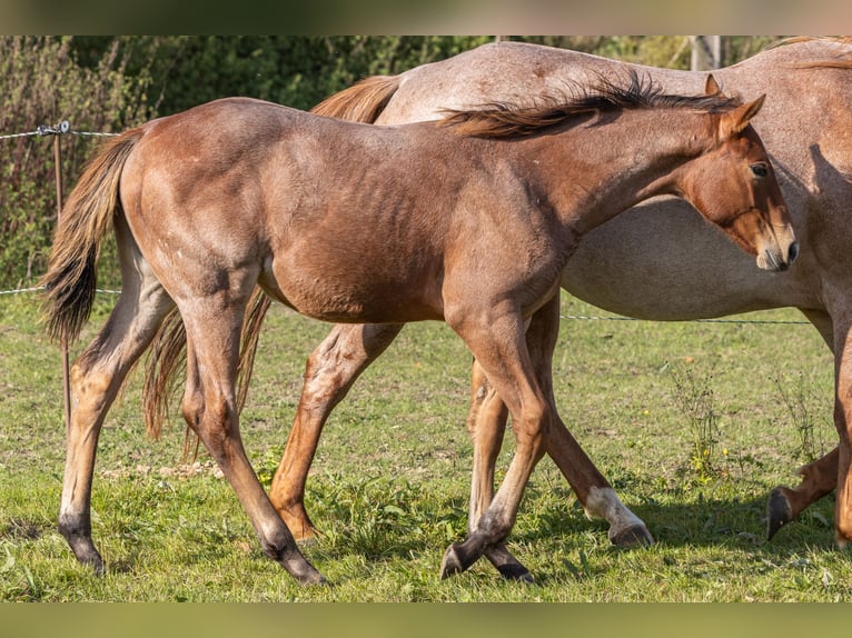 American Quarter Horse Mare 1 year 15,1 hh Roan-Bay in Helmbrechts